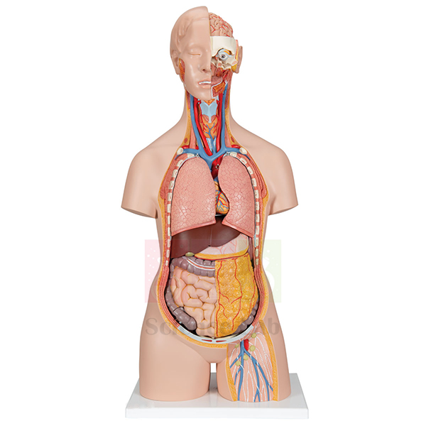 Human Muscular Torso with Head and Open Back Model